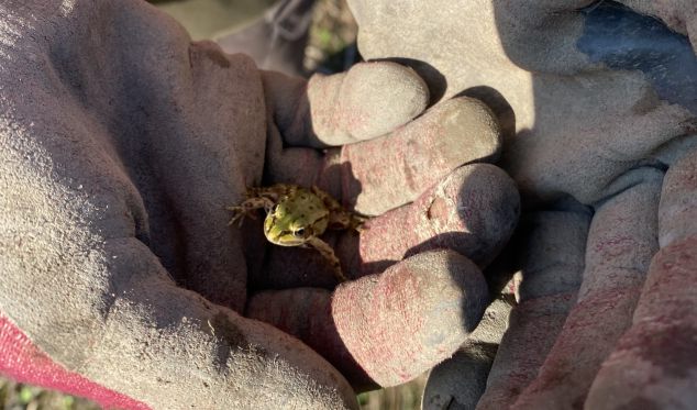 Grünfrosch